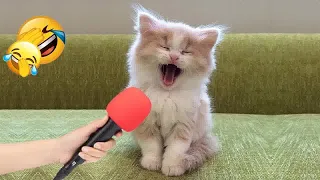 😍 TRY NOT TO LAUGH 🐱🤣 Funniest Catss 😆😂