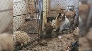 'It was horrible.' Nearly 200 dogs rescued from Illinois hoarding situation