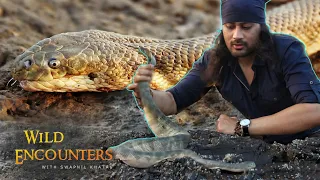 मिल गया कोबरा से 10 गुना जेहेरीला साप। मौत का दूसरा नाम - Sea Snake!