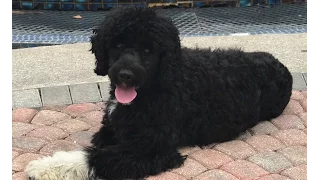 Magellan 1 year old Portuguese Water Dog- Before and after video- Off Leash K9 Training Sarasota
