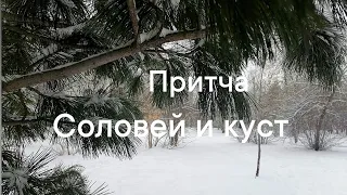 Притча. Соловей и куст