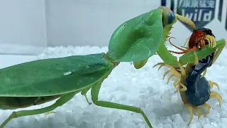 Mantis vs centipede,The battle of life and death between centipede and mantis 圆盾螳螂vs少棘蜈蚣