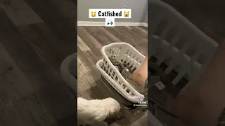 Cat Goes Fishing 🎣