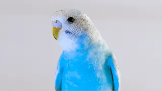 Singing Budgie | Parakeets Chirping Sounds | Happy Song | Most Beautiful Budgie Songs Ever