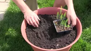 How to Grow Asparagus In Containers - Complete Growing Guide