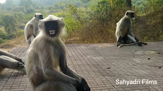 Langur Monkey / Hanuman Monkey / black face monkey / indian gray monkey / gray langur monkey