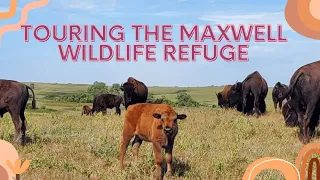Touring the Maxwell Wildlife Refuge - Up Close Look at Bison & Elk! (Tourist in My Own State)