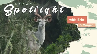 Step into the Mist: A journey of discovery on foot! - Safari Spotlight #15