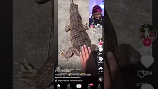 Alligator Petting GONE WRONG