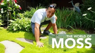 Ground Cover In Your Garden Using Moss