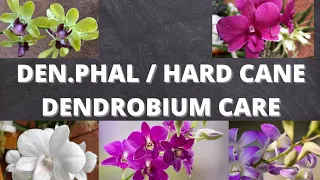 Hybrid Dendrobium (Hard cane dendrobium / Den.phal care for beginners