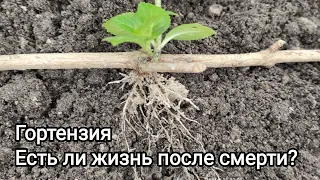 Гортензия. Есть ли жизнь после смерти?