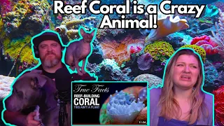 True Facts: Reef Coral is a Crazy Animal! @zefrank | HatGuy $ @gnarlynikki React