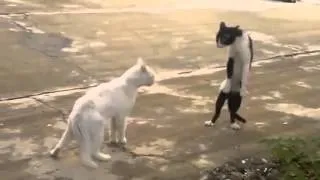 funny cats,funny animals,funny video,funny videos Угарные животные супер подборка