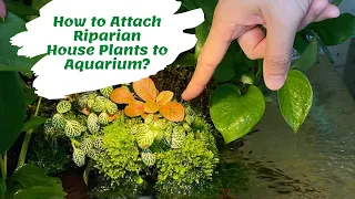 How to Attach Riparian House Plants to Aquarium?!