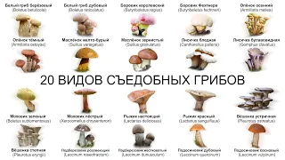 20 ВИДОВ СЪЕДОБНЫХ ГРИБОВ (ЧАСТЬ 2) Собирайте только те грибы в которых вы на 100%  уверены