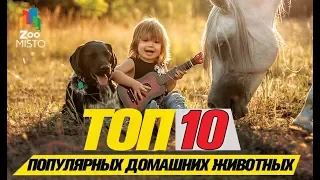 Топ 10 самых популярных домашних животных  Top 10 Most Popular Pets