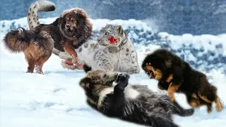 Brown bear vs. Snow Leopard battle! The Tibetan Mastiff has become the greatest evil force!