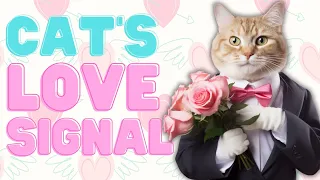 🐈❤️13 Scientific Signs Cat Love you!!!Cat Communication