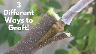 A Close Up Look at 3 Different Types of Grafts!  Graft All Fruit Trees Easily