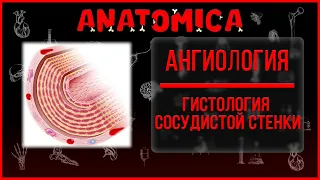 Гистология сердечно - сосудистой системы / Строение сосудистой стенки артерий и вены / Ангиология