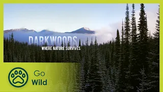 Darkwoods: Where Nature Survives - Go Wild