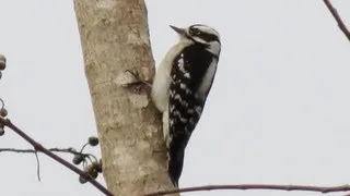 Downy Woodpecker Calls