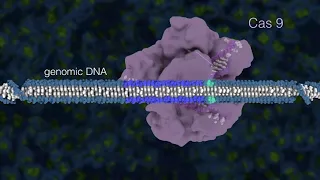 Introduction to Genome Editing Using CRISPR Cas9 HD