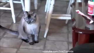 Смешные кошки 2015 Март - Funny cat videos 2015 March # 35