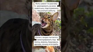 Мем который начнет ядерную войну #495