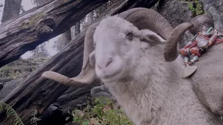 THE GOLD-LADEN SHEEP & THE SACRED MOUNTAIN trailer | BFI London Film Festival 2019