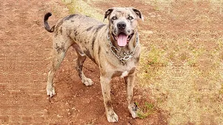 Catahoula Bulldog - The Family Protection Dog