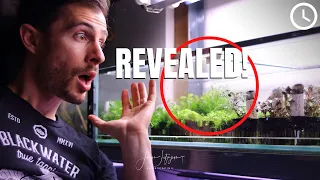 Growing EMERSED AQUARIUM PLANTS - Dirty Little Secrets