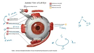 EXTRAOCULAR MUSCLES  / ATTACHMENTS / BLOOD SUPPLY / NERVE SUPPLY / ACTIONS