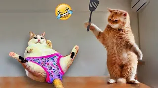 Try Not To Laugh Challenge😺Funny and Cute CAT Videos Compilation 2024😿🐶Part 16