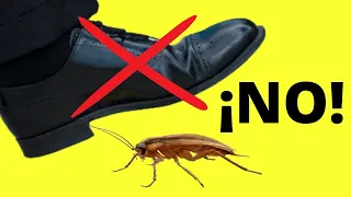 ¿POR QUÉ NO DEBES PISAR UNA CUCARACHA? La respuesta te sorprenderá 😯😯