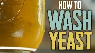 How To Harvest and Wash Yeast for Homebrewing