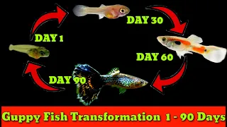 Guppy Fish Update From Birth To 90 Days | Guppy Fish Life Cycle