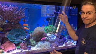 ClownTube Slide - Adding clownfish to an anemone with a big clear pipe