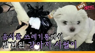 [TV 동물농장 레전드] ‘음식물 쓰레기통에서 발견된 강아지’ 풀버전 다시보기 I TV동물농장 (Animal Farm) | SBS Story