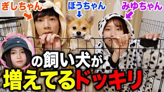 【飼ってください】帰宅したら飼い犬が3匹に増えてるドッキリしたらるなの反応が爆笑だったwwwww