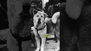 The WORLD'S Most Loyal DOG: The Story of Hachiko
