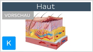 Haut und Hautanhangsgebilde - Aufbau und Funktion (Vorschau) | Kenhub