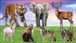 Cute Little Farm Animal Sounds: Pig, Cat, Parrot, Zebra, Tiger, Sheep |Soothing music for relaxation