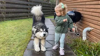 Baby Girl Tries To Convince Giant Husky To Go For A Walk! (Cutest Ever!!)