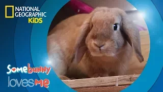 Somebunny Loves Me | National Geographic Kids