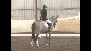 Incognito - 8 year-old Mule doing Dressage