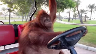 Orangutan Driving A Golf Cart