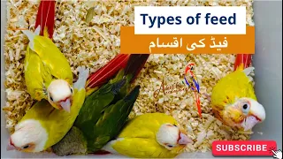 Types of hand feeds #parrots #breedingtips #breedingbirds #pets #exotic #handfeeding #parrot #pet