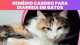 Remédio Caseiro para Diarreia em Gatos